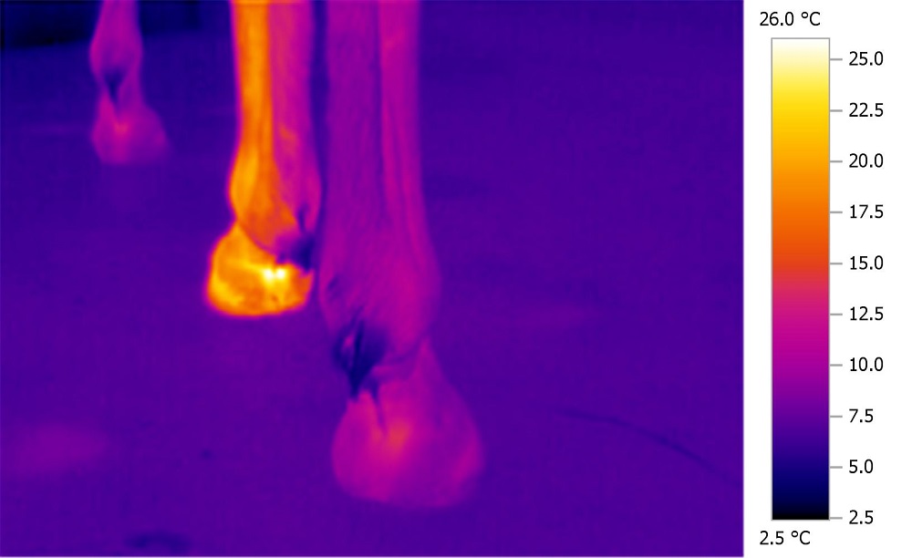 Thermo HGM Pferd.jpg